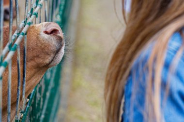 Bıyıklı, nemli, kahverengi bir hayvan burnu metal bir çitin içindeki delikten içeri giriyor. Uzun saçlı bir kız, açık hava ortamının kaplamasına yakın duruyor.