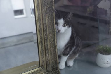 Güzel, eski, ahşap çerçeveli ayna beyaz, kahverengi ve siyah kürklü bir yavru kediyi yansıtır. Kedinin çarpıcı kehribar gözleri var ve camın arkasında sakince oturup odaya bakıyor..