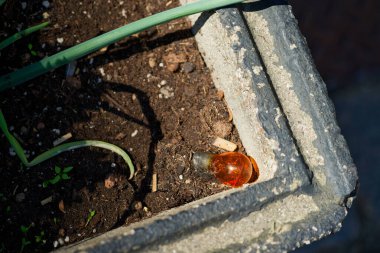 Yıpranmış beton ekici yeşil soğan filizleri ve küçük otlarla toprak tutar. Kenarında küçük bir turuncu cam ampul duruyor, kırsal yüzeye parlak bir aksan ekliyor..