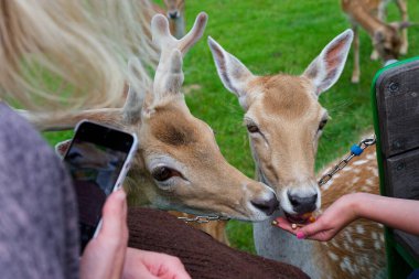 Hayvanat bahçesinde ziyaretçiler zincir bariyere doğru eğiliyor ve genç geyikleri elle besliyor. Bir geyiğin boynuzu yok ve diğerinin boynuzu çıkıyor. Telefonlar ve gülümsemeler toplantıyı sıcak bir ana çevirir..