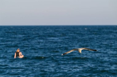 Zarif bir martı deniz yüzeyinden aşağı doğru uçar. Kanatlar ardına kadar açıktır. Uzak bir arkaplanda ise bir insan yüzücü berrak gün ışığı altında suda görülür.