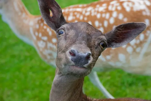 Genç bir geyik kameraya bakıyor ve bir kulağında arka planı gösteren küçük bir delik var. Koyu kahverengi kafa çerçeveyi doldururken benekli bir vücut arkada dinleniyor, yumuşak ışıkta sakin bir portre çiziyor..