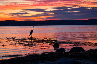 Flensburg 'da günbatımında suyun içinde duran uzun bacaklı vinç kuşunun dramatik silueti. Flensburg Almanya' da turuncu, kırmızı gökyüzü. Arka planda ağaçlar ve evler var..