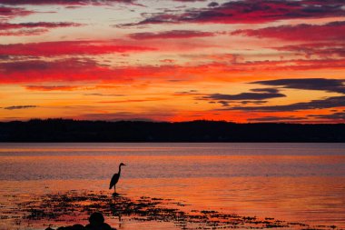 Flensburg Almanya 'sında gün batımına benzer bir manzara Parlak turuncu gökyüzü sakin deniz yosunu taşları ve romantik sahil akşam atmosferinde yakalanan kuş gibi bir vinç..