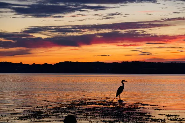 Bir turna kuşu sığ sularda iki ayak üzerinde duruyor. Flensburg Almanya 'sında deniz yosunlarıyla parlayan turuncu gün batımı gökyüzü vahşi yaşamla huzurlu bir kıyı manzarası yaratıyor..