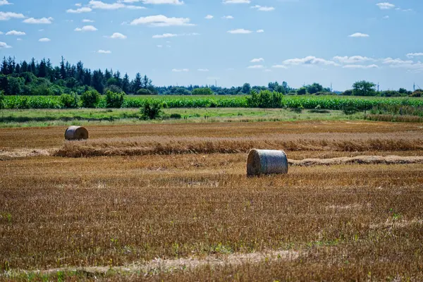 Bir çim biçme alanı etrafa saçılmış balyaları tutar. Sınırın ötesindeki taze yeşil mahsuller, bir sonraki arsaları dolduruyor. 2025 yazında Almanya 'da Lottorf yakınlarında açık mavi bir gökyüzü.