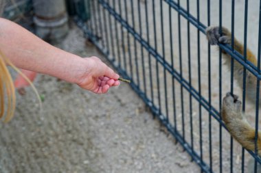 Sarışın bir kız uzun bir yem parçasını kafese doğru uzatıyor. Sadece maymun pençeleri belirir, uzanırlarken parmaklıkları tutarlar. Değişim, açık hava ışığında ihtiyatlı ve kısa sürer..