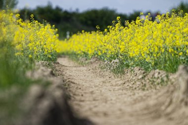Kırsal bir yol canlı kolza tohumu arasında uzanır. İnce toprak çizgileri öne doğru ilerler. Sarı çiçek başları hafif bir esintide sallanırken..