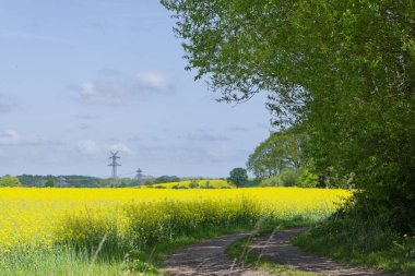 Soldaki parlak kolza tohumu tarlasının yanında dar bir tarla yolu uzanır, toprak yüzey sola doğru bükülürken ılık ışıkta parlar, kırsal kesimde sessiz bir dönüş ve açık bir mesafeye doğru gözlere rehberlik eder..