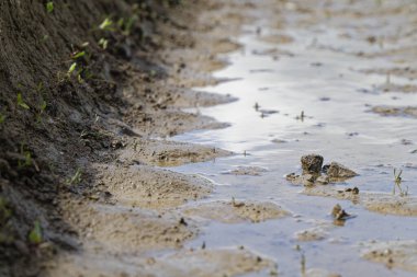 Saha yolu boyunca derin traktör izleri suyu sabit tutar, uzun çamur kaburgaları desenli bir koridor oluşturur, su birikintileri soluk gökyüzünü ve çalıları yansıtırken sahne yağmurdan sonra yavaş seyahat etmeyi önerir..