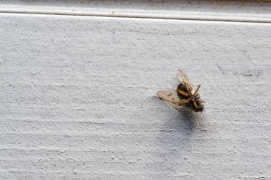 Parlak pervazda küçük bir sinek uzanıyor ters ve hareketsiz, örümcek bacakları gökyüzünü işaret ederken ince tüyler ışığı yakalıyor, sert kabuğu ve yumuşak bulanıklığı gölgenin yerleştiği yerde buluşuyor..