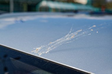 Gri bir araba yüzeyine yakından bakınca muhtemelen çatı boyaya yayılan geniş bulanık bir kuşu gösteriyor. Gökyüzü ve ağaçların ince yansımaları gün ışığını ve durgun bir sokak düzenini akla getiriyor..