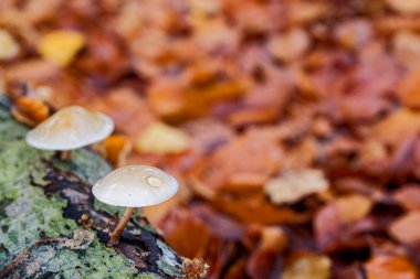 Devrilmiş bir ağaç yaprakların yanında yatıyor. Rutubetli kabuktan iki taze mantar yükselir, başlıkları yumuşak orman ışığını yakalar, yosunlar ve yosunlar da yıpranmış odunların arasında sessizce yayılır..