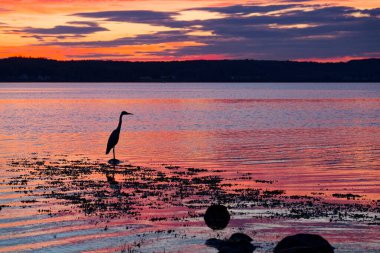 Sığ sularda tek başına bir leylek yosunların arasında durur, günbatımı deniz gülünü ve menekşesini boyarken gökyüzü turuncu ve yumuşak dalgaların izlerini saklar, sahne huzurlu hisseder.