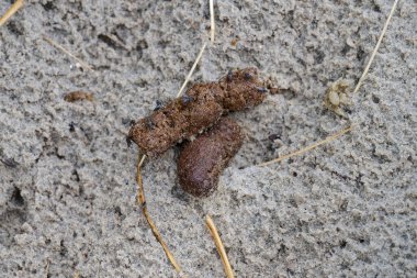 On wet beach sand small piles of dog droppings lie with flies landing and lifting the scene is plain and real the texture of the sand is dark and slick after the tide has receded