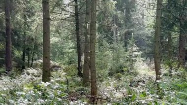 Gün boyunca yoğun yağmurlu sinematik orman sahnesi. Kamera, düşen yağmur damlalarını, ıslak yaprakları ve barışçıl doğal atmosferi gösteriyor.. 