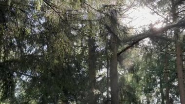 Gün boyunca yoğun yağmurlu sinematik orman sahnesi. Kamera, düşen yağmur damlalarını, ıslak yaprakları ve barışçıl doğal atmosferi gösteriyor..