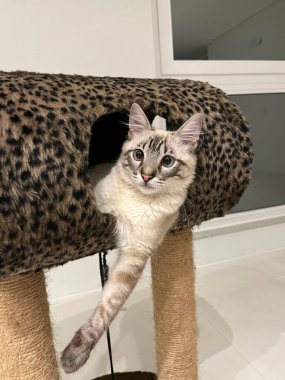 Leopar desenli kedi ağacına yerleşmiş, kameraya merakla bakan büyüleyici bir kedi. Oyuncu ayarı kediyi & 39; 'un meraklı ifadesini vurgulayarak rahat ve ilgi çekici bir alan sağlıyor.