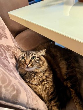 Kediler yeşil gözleriyle çiçek desenli bir sandalyede rahatça dinleniyorlar. Sahne, rahat bir ortamda cam kaplı bir masanın altına yerleştirilmiş gevşek bir kediyi tasvir ediyor..