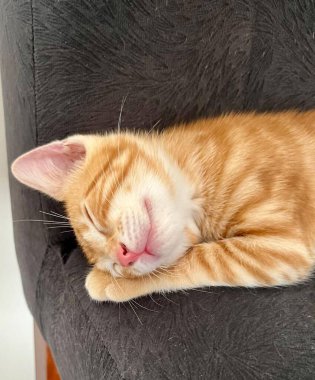 Huzurlu bir turuncu kedi yavrusu, koyu gri dokulu bir kanepede rahat bir şekilde uyur. Pembe burnu ve kapalı gözleriyle sıcaklık ve sükunet saçar. Huzuru ve rahatlığı kişileştirir..