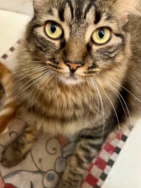 Yumuşak tüylü bir tekir kedinin sevimli yakın plan fotoğrafı çarpıcı desenli bir palto, büyük, anlamlı sarı gözler ve uzun bıyıklar, tuhaf bir bakışla desenli bir halının üzerinde yatıyor..