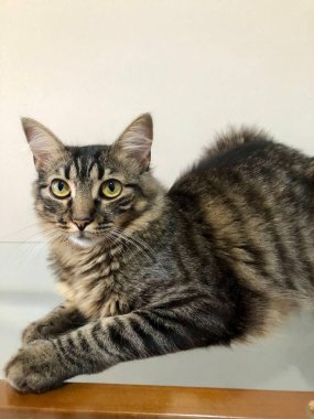 Kabarık çizgili yeşil gözlü bir kedi, tahtadan bir yüzey üzerinde rahatça dinleniyor, sakin ve sakin bir davranışı kişileştiriyor..
