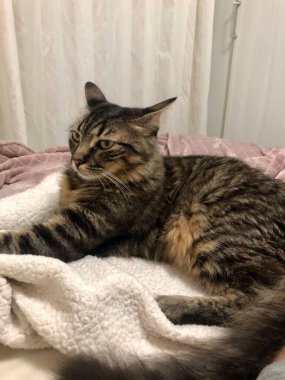 Yumuşak pembe bir battaniyenin üzerinde rahat bir şekilde dinlenen yeşil gözlü sevimli bir tekir kedi rahat ve huzurlu bir ortamda, ev hayatının huzurlu atmosferini vurguluyor..