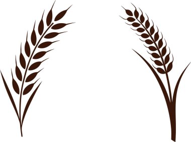 Buğday kulaklı vektör çizimi. Buğday sapı silueti beyaz üzerine kahverengi.