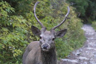 Deer in the mountain forest. Western Tatras.