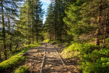 Öğleden sonra batı Tatras 'ta bir orman. Benim narin Turnie 'm yakınlarda.
