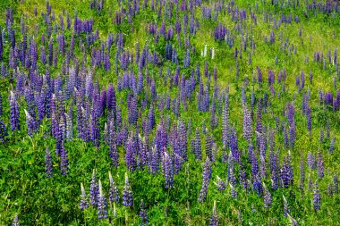 Lupinus, Slovakya 'daki High Tatras' ta bir dağ çayırında çiçek açıyor..