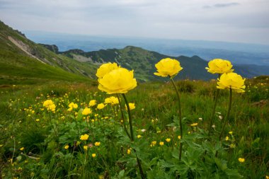 Trollius Altissimus çiçeği Tatra Dağları 'ndaki bir dağ çayırında.