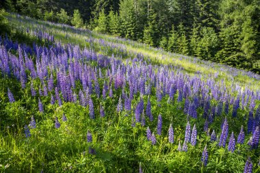 Lupinus, Slovakya 'daki High Tatras' ta bir dağ çayırında çiçek açıyor..