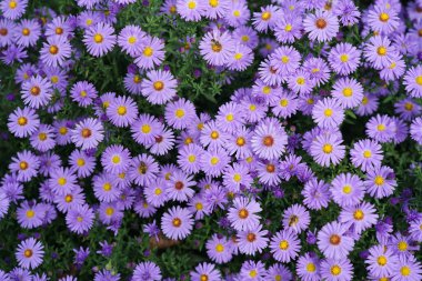 Symphyotrichum dumosum (Aster dumosus) Güzel mavi sonbahar çiçekleri.                               