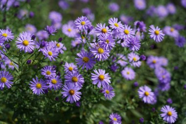 Symphyotrichum dumosum (Aster dumosus) Güzel mavi sonbahar çiçekleri.                               