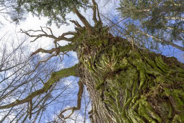 Masurian ormanındaki yaşlı meşe ağacı.