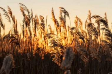 Çimenler gün batımına karşı.
