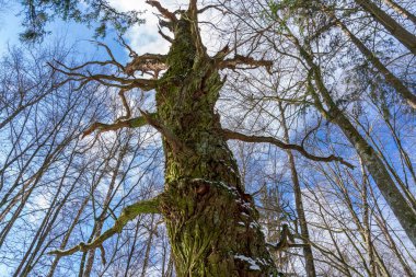 Masurian ormanındaki yaşlı meşe ağacı.