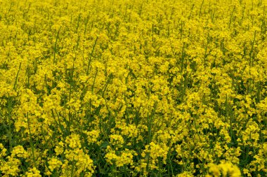 Sarı kolza tohumu (Brassica napus).