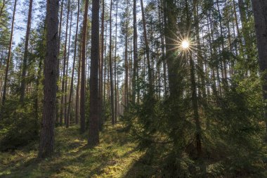 Puszcza Piska Ormanı. Polonya 'da Masuria.