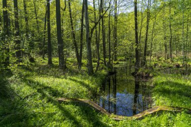 Puszcza Piska Ormanı. Polonya 'da Masuria.