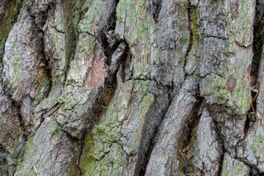 400 yıllık bir meşe ağacının kabuğuna yakın çekim. Puszcza Piska Ormanı. Polonya 'da Masuria.