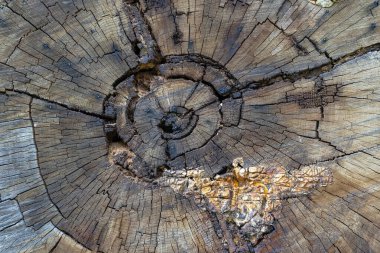 Eski bir meşe ağacının kesiti.