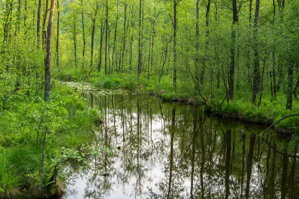 Puszcza Piska Ormanı. Polonya 'da Masuria. Ruciane Nida bölgesi.