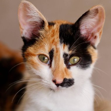 Yeşil gözlü tekir bir kedinin yakın plan portresi, siyah, turuncu ve beyaz olan kendine özgü üç renkli palto desenini sergiliyor, kedilerin görkemli ve meraklı doğasını yakalıyor..