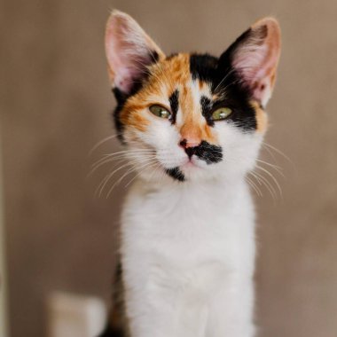 Tuhaf bir tekir kedinin yakın plan portresi belirgin üç renkli palto deseni, geniş kulakları ve yumuşak, bulanık bir arka planı olan anlamlı gözleri var. Görüntü kedilerin ifadesindeki merak ve oyunculuk duygusunu yakalıyor..