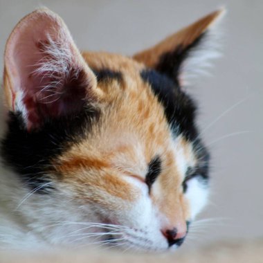 Gözleri kapalı, huzurlu bir şekilde dinlenen bir yavru kedinin yakın çekimi. Detaylı bir palto deseni ve doku örneği gösteriyor. Huzurlu ifade, tarafsız bir arkaplan üzerine kurulmuş sükunet ve sıcaklığı iletir..