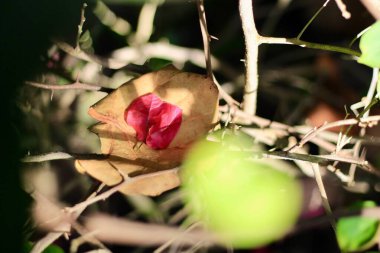 Güz yaprakları parlak pembe yapraklarla dikenli dallar arasında yuva yapar, doğanın sertliğiyle, yumuşak güneş ışığının aydınlattığı narin güzellik arasında zıtlık yaratır..