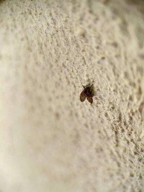 Krem rengi desenli bir duvara konmuş küçük bir güvenin detaylı görüntüsü. Dokulu arka plan, güvelerin kanatlarındaki karmaşık desenlere karşı yumuşak bir karşıtlık sağlar..