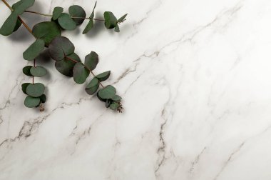 Beyaz mermer arka planda okaliptüs yapraklarının üst görüntüsü. Düz yat, boşluğu kopyala.